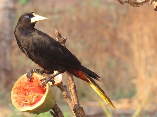 Crested Oropendola an Frucht