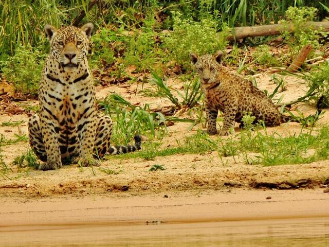abschließend einer der Höhepunkte der Reise: länger als eine Stunde konnten wir diese Jaguar-Mutter mit ihrem Kind in freier Wildbahn beobachten