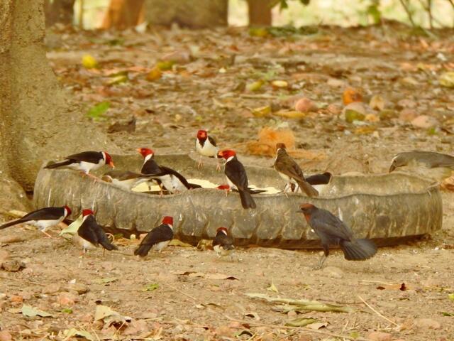 auch ein alter halber Autoreifen taugt als Vogelfutterstelle