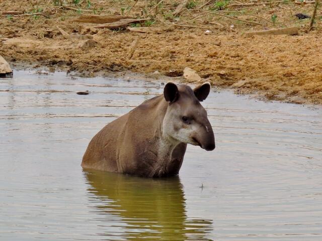 ein Tapir nutzt die immer wieder nachgefüllte Tränke als Badewanne