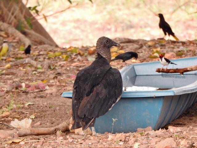Rabengeier und andere Vögel an einer als Tränke dienenden Plastikwanne, diese standen meist unter Brücken, da das Nachbefüllen so ohne großen Aufwand erledigt werden konnte - msa brauchte das Wasser dann einfach nur durch den Schlauch nach unten laufen lassen