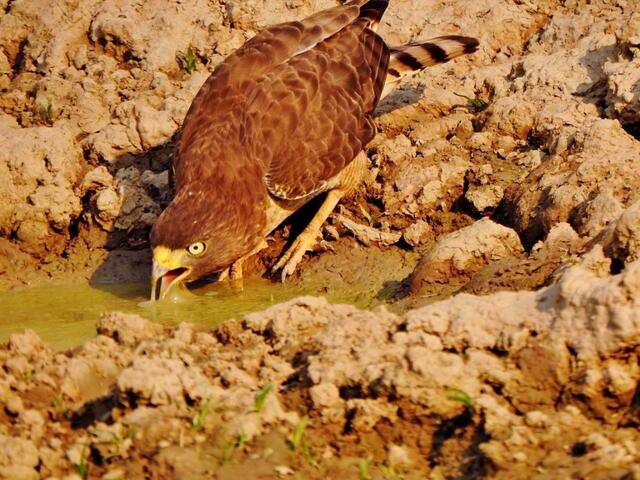 Wegebussard trinkt an einem immer wieder nachgefüllten Naturteich