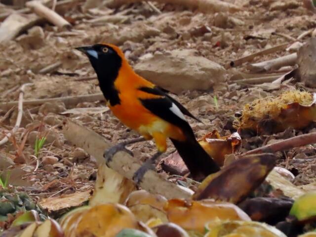 Orange-backed Trupal an Obst, auch hier wurden Futterstellen der Einfachheit halber unter Brücken angelegt, um den Aufwand der Versorgung zu minimieren