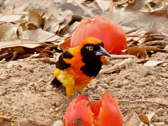 Orange-backed Trupial an Frucht