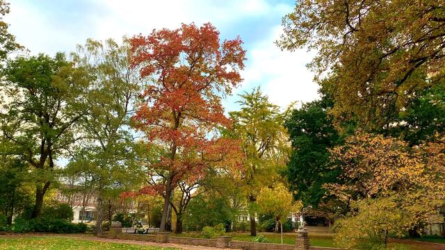31. Oktober 2020. Herbstfarben I. im Stadtpark Hannover. Bleibt gesund!