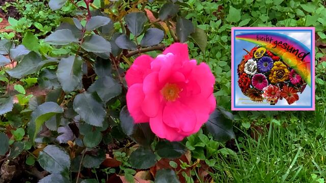 31. Oktober 2020. Herbstfarben I. im Stadtpark Hannover. Bleibt gesund!
