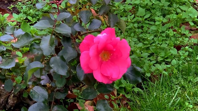 31. Oktober 2020. Herbstfarben I. im Stadtpark Hannover. Bleibt gesund!