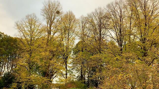 31. Oktober 2020. Herbstfarben I. im Stadtpark Hannover. Bleibt gesund!