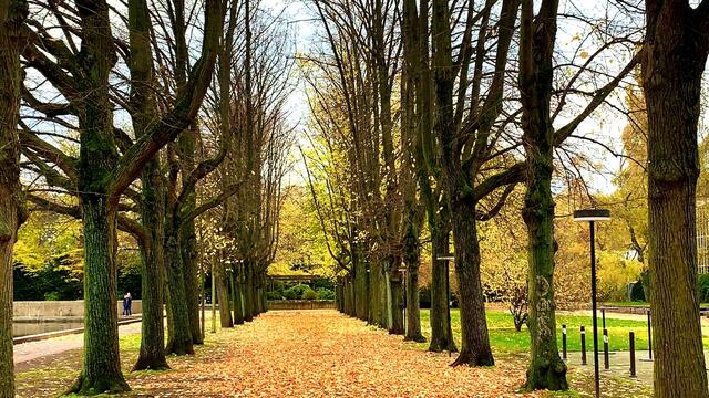 31. Oktober 2020. Herbstfarben I. im Stadtpark Hannover. Bleibt gesund!