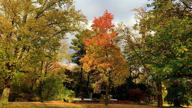 31. Oktober 2020. Herbstfarben I. im Stadtpark Hannover. Bleibt gesund!