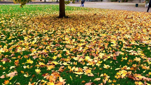 31. Oktober 2020. Herbstfarben I. im Stadtpark Hannover. Bleibt gesund!