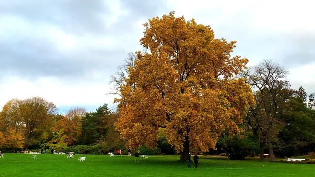 31. Oktober 2020. Herbstfarben II. im Stadtpark Hannover. Bleibt gesund!