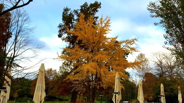 31. Oktober 2020. Herbstfarben II. im Stadtpark Hannover. Bleibt gesund!