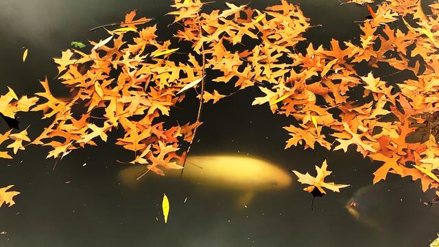 31. Oktober 2020. Herbstfarben II. im Stadtpark Hannover. Bleibt gesund!