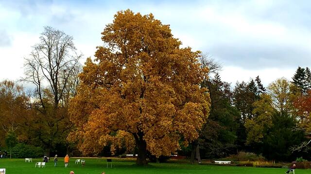 31. Oktober 2020. Herbstfarben II. im Stadtpark Hannover. Bleibt gesund!