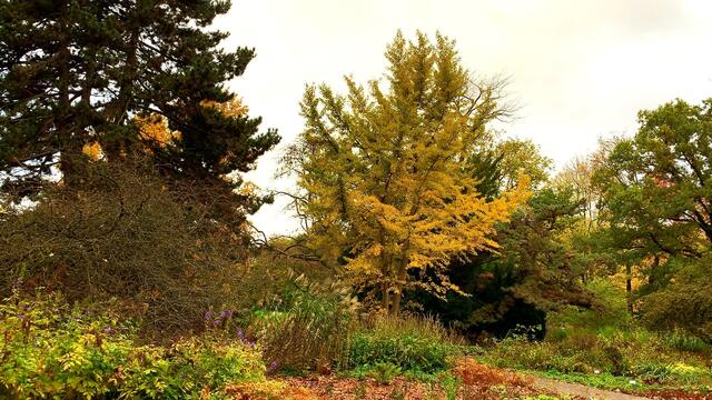 31. Oktober 2020. Herbstfarben II. im Stadtpark Hannover. Bleibt gesund!