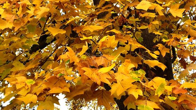 31. Oktober 2020. Herbstfarben II. im Stadtpark Hannover. Bleibt gesund!