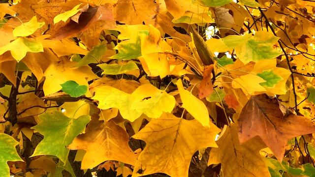 31. Oktober 2020. Herbstfarben II. im Stadtpark Hannover. Bleibt gesund!