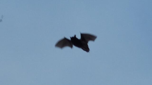 Zu Halloween die Fledermaus