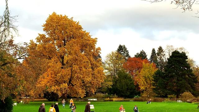 31. Oktober 2020. Herbstfarben II. im Stadtpark Hannover. Bleibt gesund!