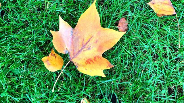 31. Oktober 2020. Herbstfarben II. im Stadtpark Hannover. Bleibt gesund!