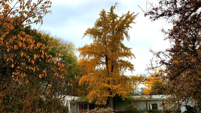 31. Oktober 2020. Herbstfarben II. im Stadtpark Hannover. Bleibt gesund!