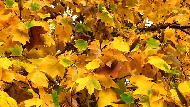 31. Oktober 2020. Herbstfarben II. im Stadtpark Hannover. Bleibt gesund!