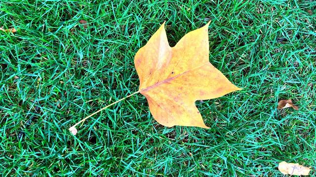31. Oktober 2020. Herbstfarben II. im Stadtpark Hannover. Bleibt gesund!