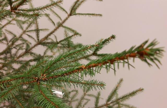 Warten - warten - warten bis die Wunschzettel kommen...