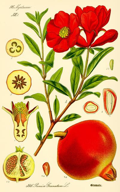 Granatapfel > gemeinfrei > https://de.wikipedia.org/wiki/Granatapfel | Foto: wie vor