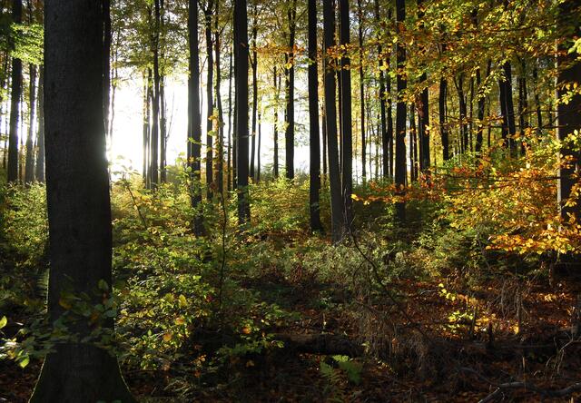 Damals sah der Wald etwas anders aus. Sicherlich ziemlich überraschend brachen die Germanen aus dem Dickicht hervor, Panik auslösend.