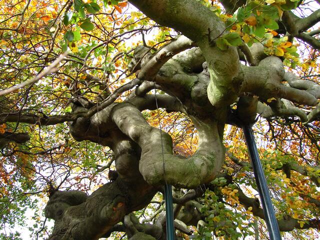 Deswegen wurden diese Bäume früher auch Krüppelbuchen, Hexen- oder Teufelsholz genannt. Sie waren den Menschen unheimlich.