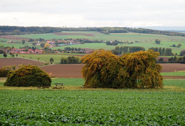Vom Waldrand aus gesehen mit den Dörfern Ackenhausen und Wolperode. Die alte und eine neue Süntelbuche stehen nah beieinander.
