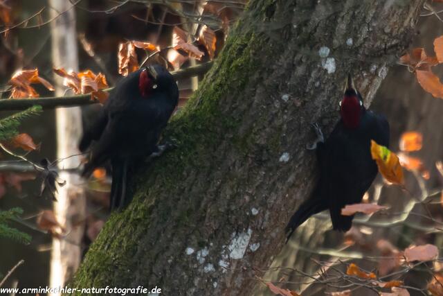 Jetzt geht´s rund um den Baum