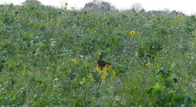 Am 8 November auf der Bergstraße in Recklinghausen-Ost fotografiert