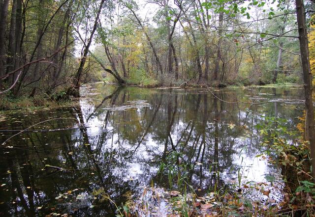 Begrenzt wird die Wasserfläche von auwaldartigen Naturbereichen.