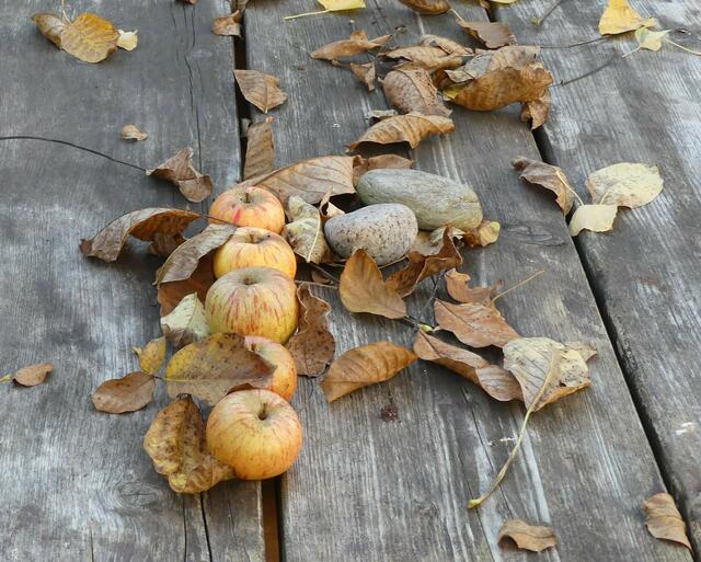 Am 10. November in unserem Garten