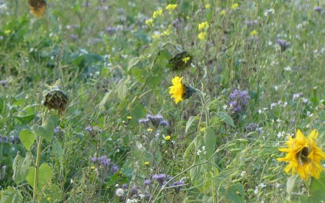 Am 8 November auf der Bergstraße in Recklinghausen-Ost fotografiert