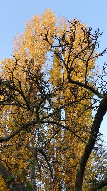 Am 10. November in unserem Garten