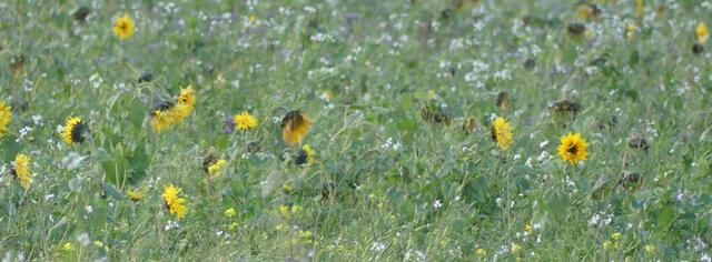 Am 8 November auf der Bergstraße in Recklinghausen-Ost fotografiert
