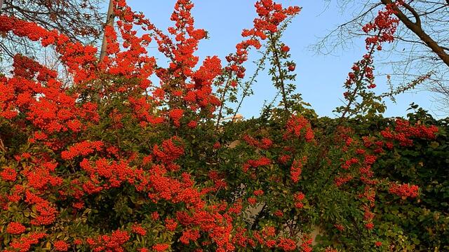10. November 2020. Feuerdorn im Park des GDA Hannover. Bleibt gesund!

Wikipedia schreibt:

„Die Feuerdorne (Pyracantha) 
sind eine Gattung immergrüner Sträucher 
aus der Familie der Rosengewächse (Rosaceae) 
und gehören dort zum Untertribus der Kernobstgewächse (Pyrinae).“


https://de.wikipedia.org/wiki/Feuerdorn
