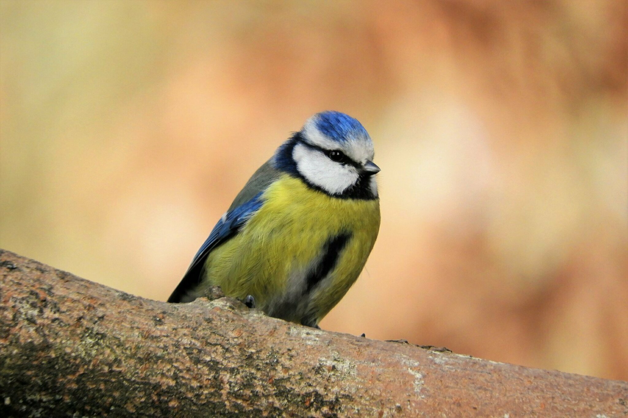 Die Meisen im Garten. Hohenahr