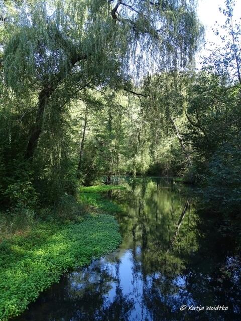 Märchenhafte Stimmung an der Rhumequelle bei Rhumspringe (Foto: Katja Woidtke) https://www.myheimat.de/rhumspringe/natur/sagenhafter-harz-von-der-nixe-rhuma-und-dem-beeindruckenden-naturdenkmal-rhumequelle-d2578498.html