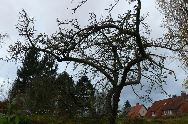 Der Apfelbaum, in den 50er Jahren gepflanzt.