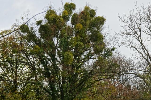 Mispeln im Schlosspark