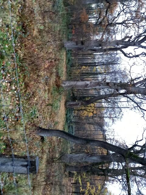 Neuer Hutewald im Osterwald  zwischen Eldagsen und Dörpe (Parkplatz Rampe Sennhütte) so sah wohl auch der Hutewald in Wennigsen um 1900 aus