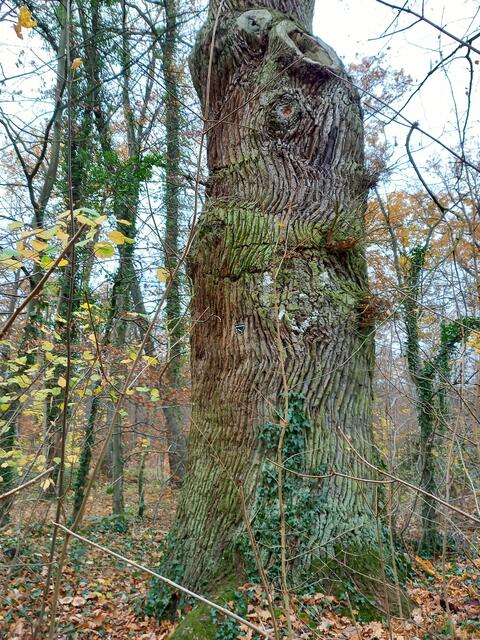 Naturdenkmal Ziegeneiche Waldkater Wennigsen