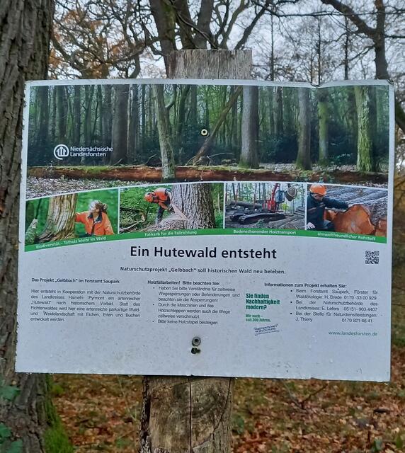 Neuer Hutewald im Osterwald zwischen Eldagsen und Dörpe (Parkplatz Sennhütte)