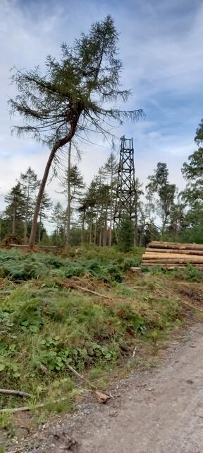 alter Feuerturm 2020 auf dem Deisterkamm Bredenbeck | Foto: Winfried Gehrke