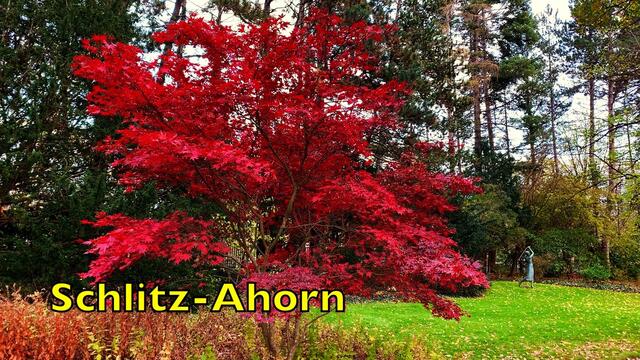 13. November 2020. I. Stadtpark in Hannover am Congress Centrum. Bleibt gesund!